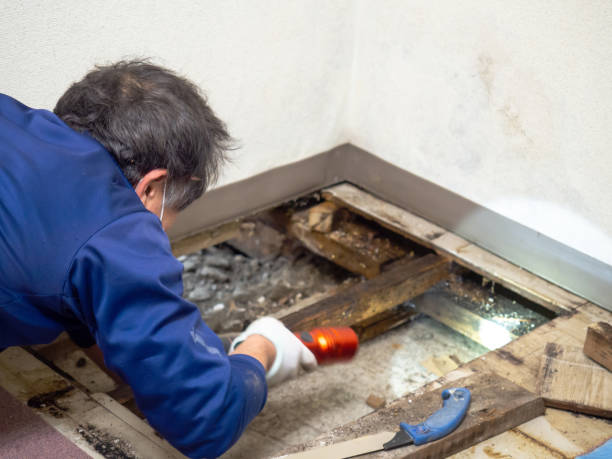 Best Residential Mold Removal  in Rigby, ID