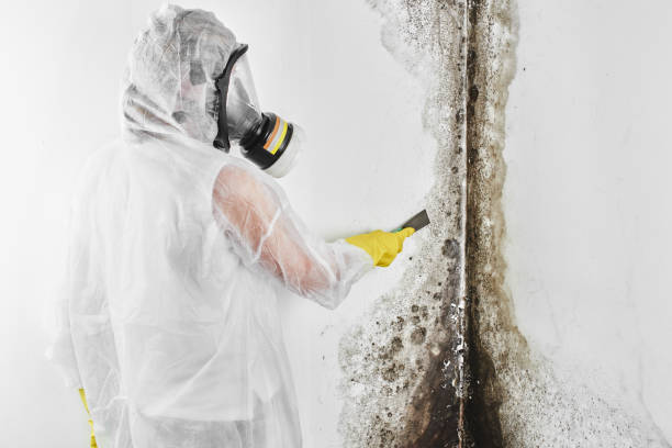 Best Mold Testing  in Rigby, ID