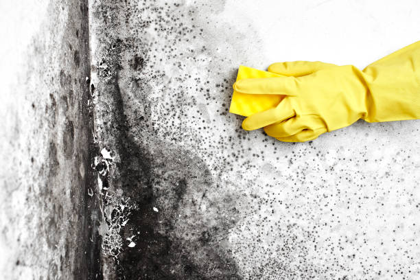 Best Mold Testing  in Rigby, ID