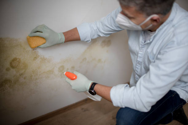 Best Attic Mold Removal  in Rigby, ID