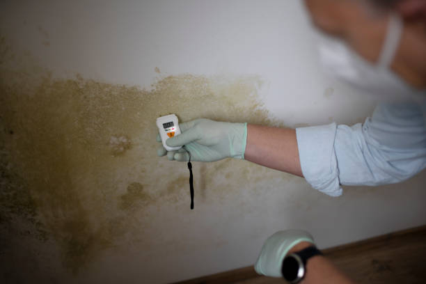 Best Home Mold Removal  in Rigby, ID