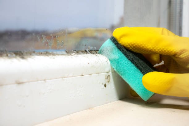 Best Mold Testing and Removal  in Rigby, ID
