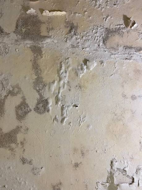 Reliable Rigby, ID Mold Removal Solutions